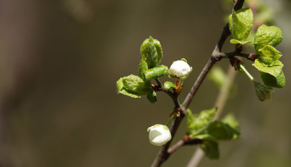 Fruit trees bloom in spring