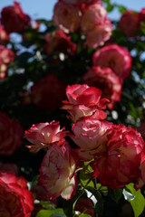 Red and White Flower of Rose 'Jubile du Prince de Monaco' in Full Bloom
