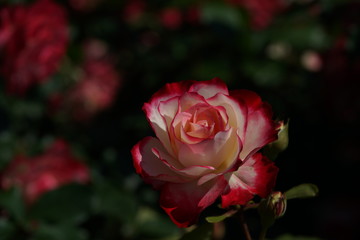 Red and White Flower of Rose 'Jubile du Prince de Monaco' in Full Bloom
