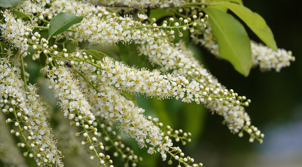 White flowers on the branches of bird cherry