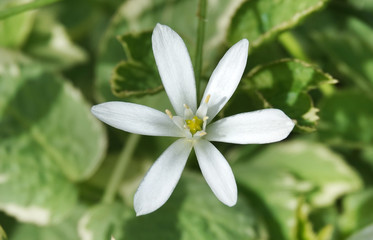 Obraz premium False garlic flower