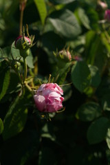 Light Pink Flower of Rose 'Juno' in Full Bloom
