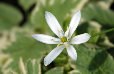 False garlic flower