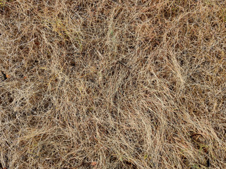dry brown grass cover on the ground