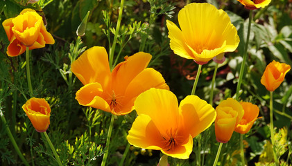 Obraz premium Flowers Eshsholtsiya California