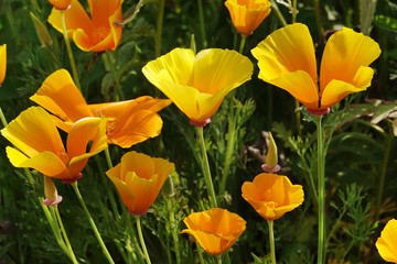 Flowers Eshsholtsiya California