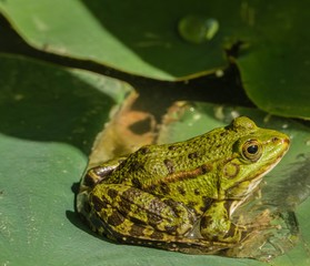 Frosch auf Blatt Close-up