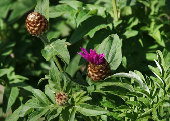 Cornflower Rough Flower