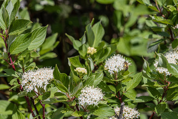 Beautiful delicate inflorescence of white flowers with yellow stamens Viburnum lantana or wayfarer...