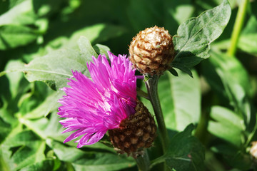 Cornflower Rough Flower