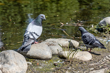 Pair of Gray pigeons with bright eyes and rainbow neck is sitting on a gray stone by water