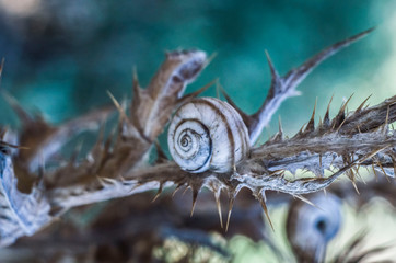 Thorny plant thistle. Macro photo.