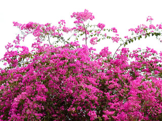 pink bougainvillea flower in garden