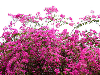 Obraz premium pink bougainvillea flower in garden