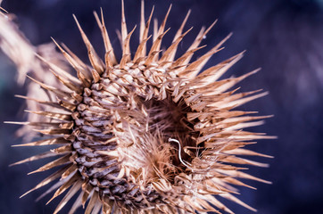 Thorny plant thistle. Macro photo.