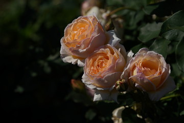 Light Cream Flower of Rose 'Kaoruno' in Full Bloom
