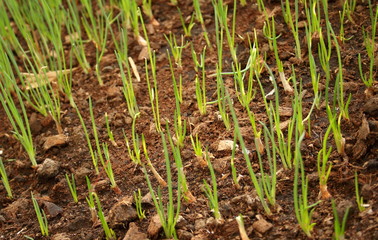 Organic spring onion or green onion are growing on land in rural of Thailand. Thai people used raw and cooked green onion in many Thai food.