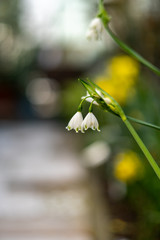 Lilly of the valley with a shallow depth of field