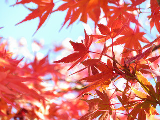 真っ赤に色づいたモミジ