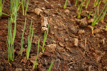 Organic spring onion or green onion are growing on land in rural of Thailand. Thai people used raw and cooked green onion in many Thai food.