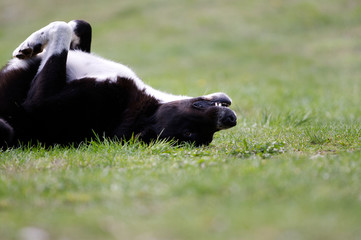 Fototapeta premium black and white dog playing