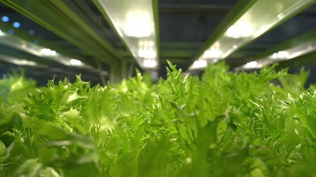 Organic hydroponic vegetable grow with LED Light Indoor farm,Agriculture Technology