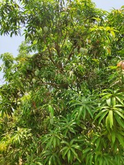 Mango tree in india