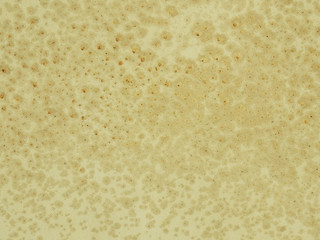 mold on brown canvas texture