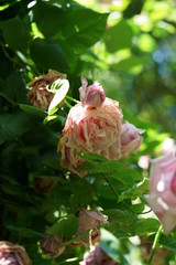 Faint Pink Flower of Rose 'La France, Cl.' in Full Bloom
