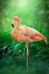 Gordijnen Mooie roze grote vogel Flamingo op groen landschap © kwadrat70