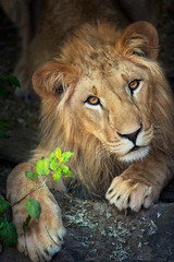 Lion close up portrait on dark background