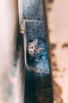 cat in the garden II