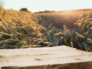 wooden table with field with ripe corn ears of corn