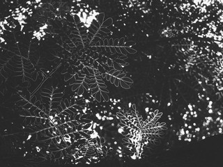 black and white leaf of tree with light and shadow