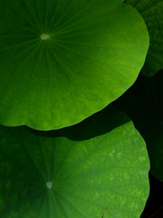 green lotus leaf texture background