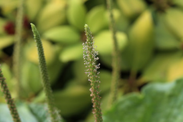 close up of a plantain plant bloom growing in a meadow