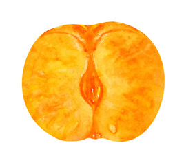 Watercolor mandarin or tangerine  orange citrus peeled half of the fruit isolated on white 