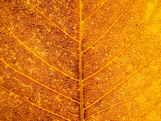 yellow autumn leaf texture ( bodhi leaf )