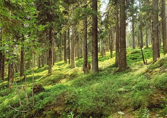 Green forest © Hamik