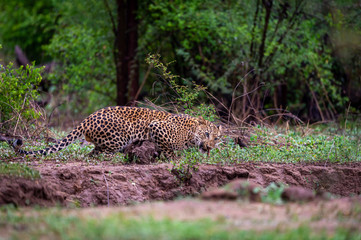 wild male leopard or panther in monsoon green at jhalana forest reserve or leopard reserve jaipur rajasthan india - panthera pardus fusca