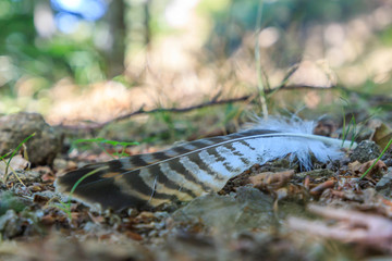 Bird feather on the ground. Animals elements concept