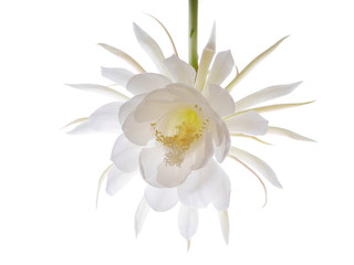 逆光の月下美人07