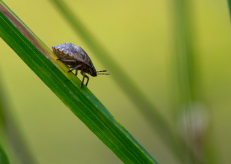 

background close-up beetle bug on the grass
