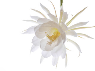 逆光の月下美人05