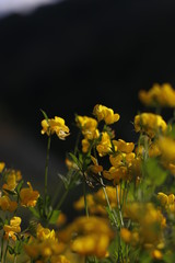 Plants in an urban environment