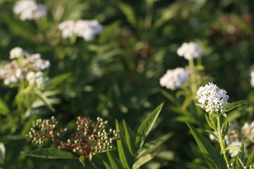 Plants in an urban environment