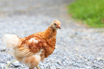 Brown chickens walk on the ground to find the chickens