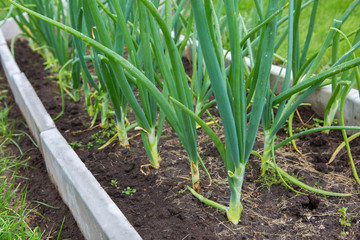 Green onions grow in the garden.
 Growing green onions on a bed in the open ground in summer. Fresh onions increase the body's resistance to bacteria and viruses.