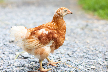 Brown chickens walk on the ground to find the chickens