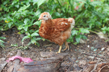 Brown chickens walk on the ground to find the chickens